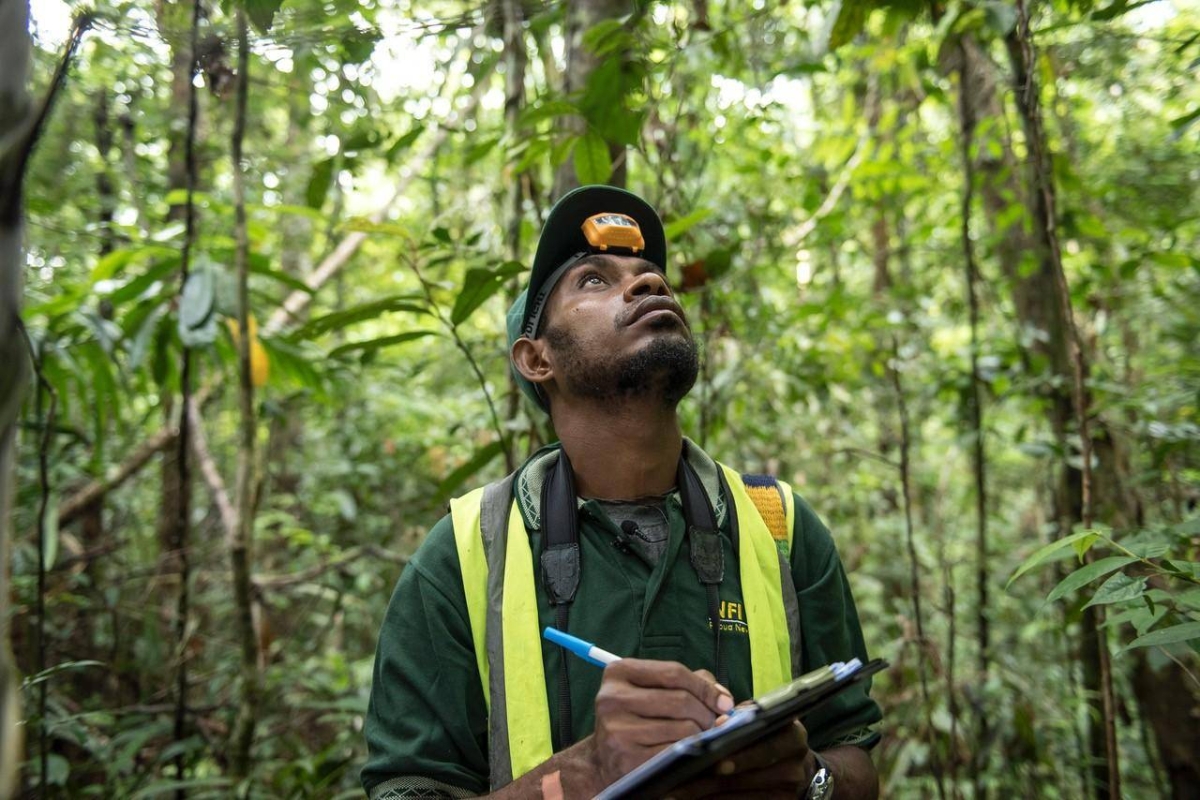 Mountain forests disappearing at alarming rate - study - Pinas Times