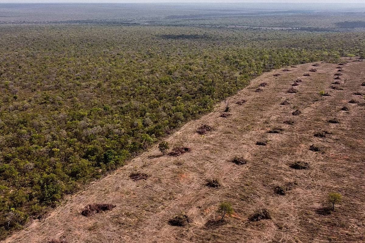 World 'failing' on pledge to stop deforestation by 2030 - Pinas Times