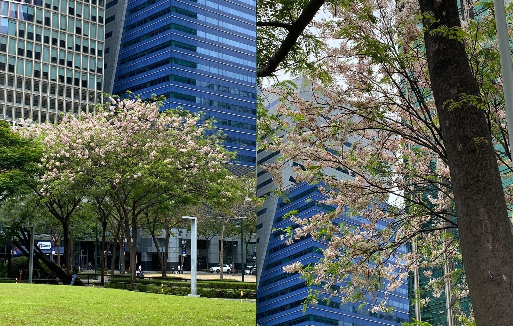 Cherry blossoms bloom in BGC, soon along Pasig River - Pinas Times