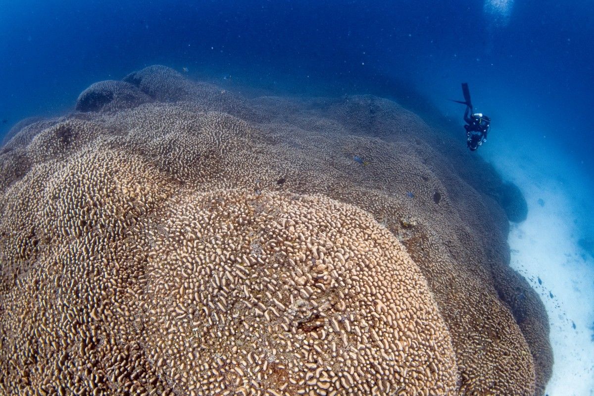 World's Biggest Coral Found Near Solomon Islands!