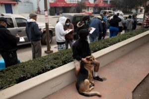 Animal Rescuers Help Dogs, Donkeys, and Horses Flee LA Fire - Pinas Times