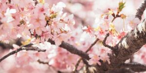 2025 Cherry Blossom Forecast Revealed by Japan Meteorologists - Pinas Times